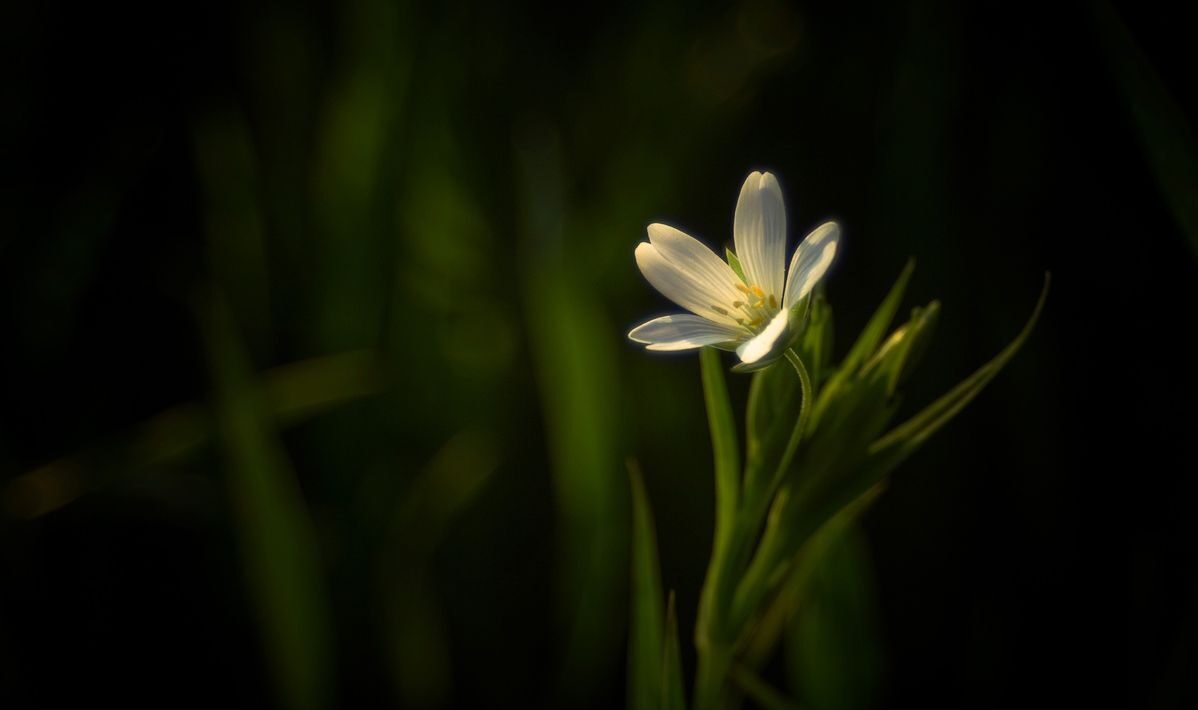 ALMIKA. Espiritualidad & Conciencia.